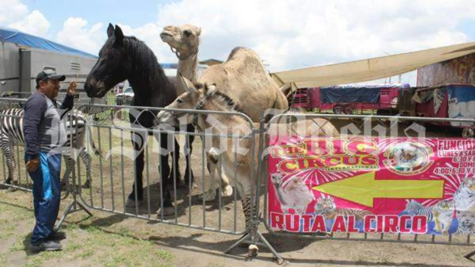 CIRCO CON ANIMALES 4 - Julio Cesar Martinez